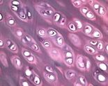 Articolazione al microscopio